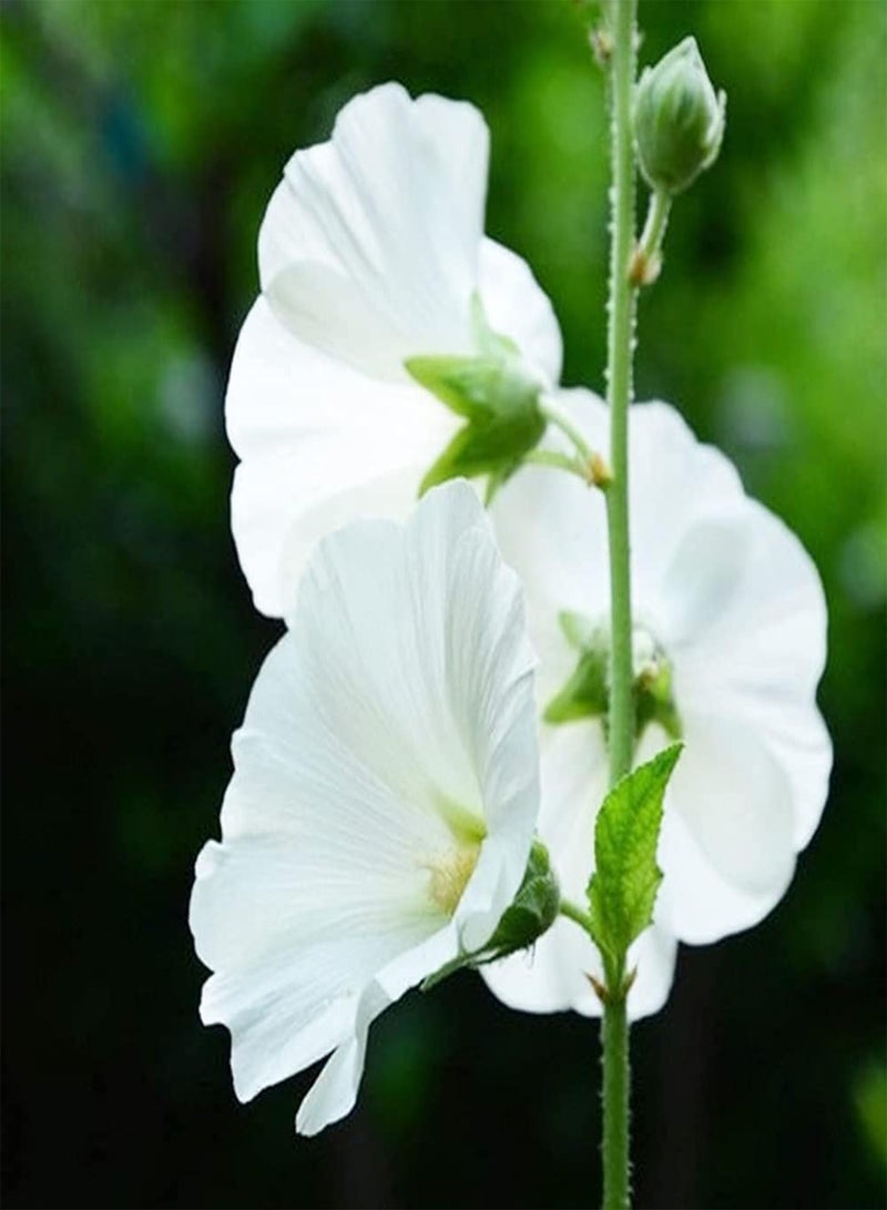 GGOOT 200pcs White Generous Charming Hollyhock Seeds Outdoor Garden Planting Suitable Experiencing Fun of Planting with Family Friends - Image 1