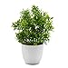 OFFIDIX Potted Artificial Plastic Plants,Mini Faux Plant with White Pots Plant Decorations Indoor Fake Desk Plant for - Image 2