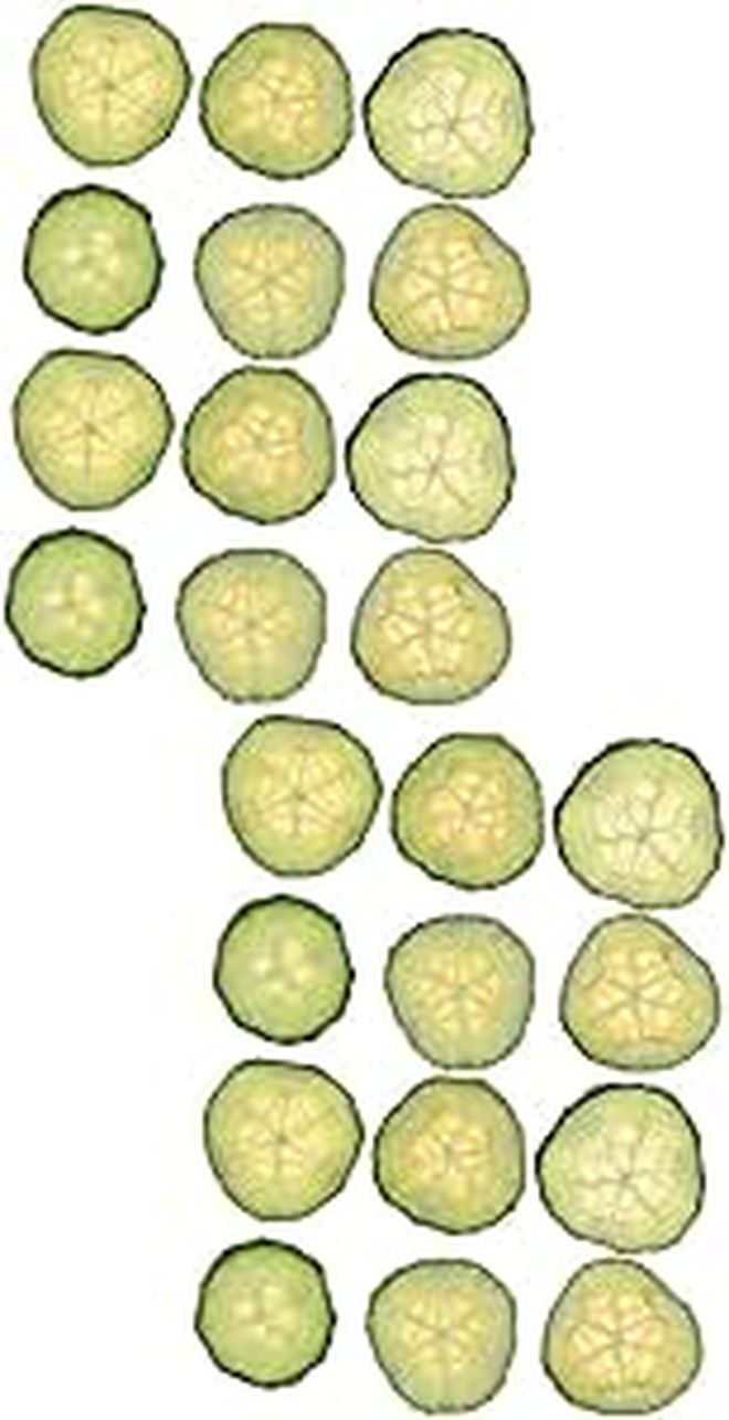 Pressed Cucumber Slices for Resin Crafts DIY Home Supplies Dried Vegetable - Image 1