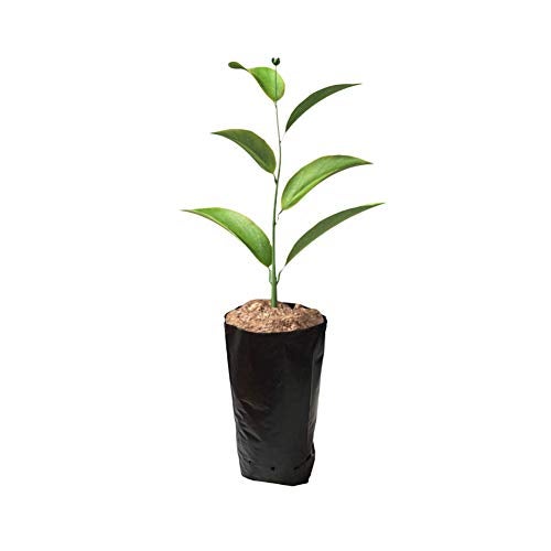 Frjjthchy Frjjthchy 100 PCS Thicken Plastic Nursery Bags for Plants Fruit Flower Grow Bags Seedling Pots 669x1181 in