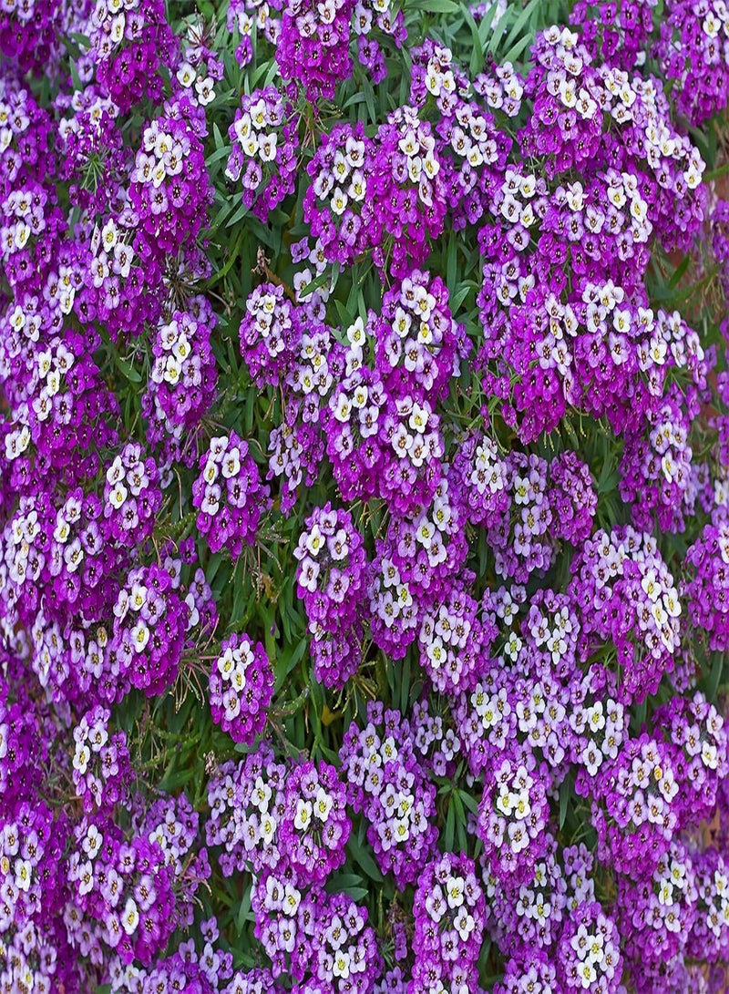 GGOOT Alyssum Royal Carpet - Lobularia maritima Flower Seeds, Also Called Sweet Alison and Sweet Alyssum, Approx500 Bulk Seeds Home Garden Planting by Heavy Torch, 20 Grams