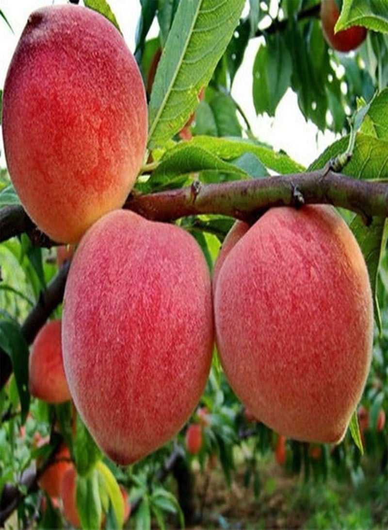 GGOOT 5pcs Peach seeds Planted in Outdoor Farms with Ornamental Value Easy Care for Pastoral Scenery Creating Unique Artistic Landscape Little Difficulty - Image 1