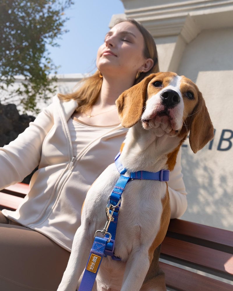 DF Freedom No Pull Martingale Dog Harness, Gentle Control for No Choking, Front Clip Harness with Reflective, Adjustable & Padded Handle for Easy Walking & Training, Rainbow, 1", Chest 22.4"-30.4" - Image 5