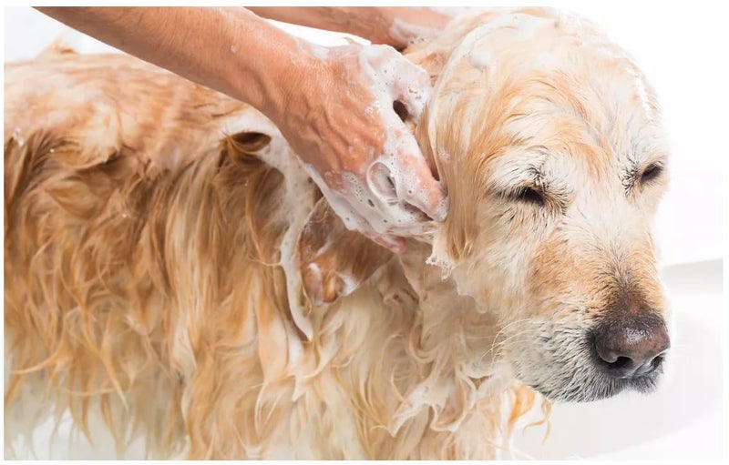 swacch Kennel Wash (Jasmine) + Pet Shampoo (Jasmine) I Pet Aqua Odour Remover (Rose) 1 Litre Combo Pack of 3 Economical Pack I Dog and Cat Friendly - Image 3