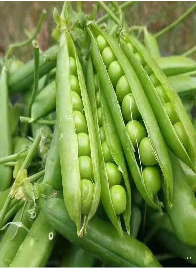 GGOOT - 80pcs Pea Seeds - Image 1