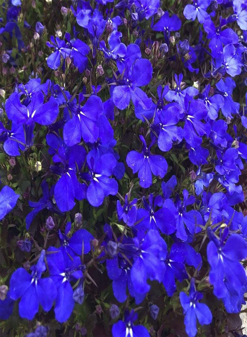 GGOOT 50 Blue Velvet Lobelia Seeds UK Hardy Annual Compact Garden Border Flower - Image 2
