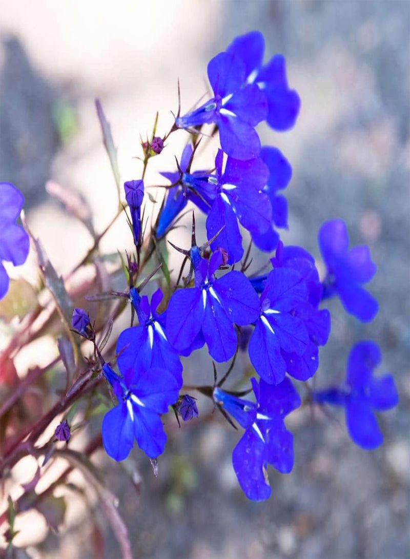 GGOOT 50 Blue Velvet Lobelia Seeds UK Hardy Annual Compact Garden Border Flower - Image 3