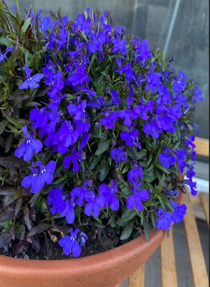 GGOOT 50 Blue Velvet Lobelia Seeds UK Hardy Annual Compact Garden Border Flower - Image 1