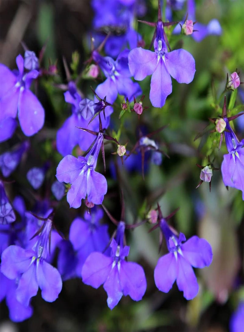GGOOT 50 Blue Velvet Lobelia Seeds UK Hardy Annual Compact Garden Border Flower - Image 4