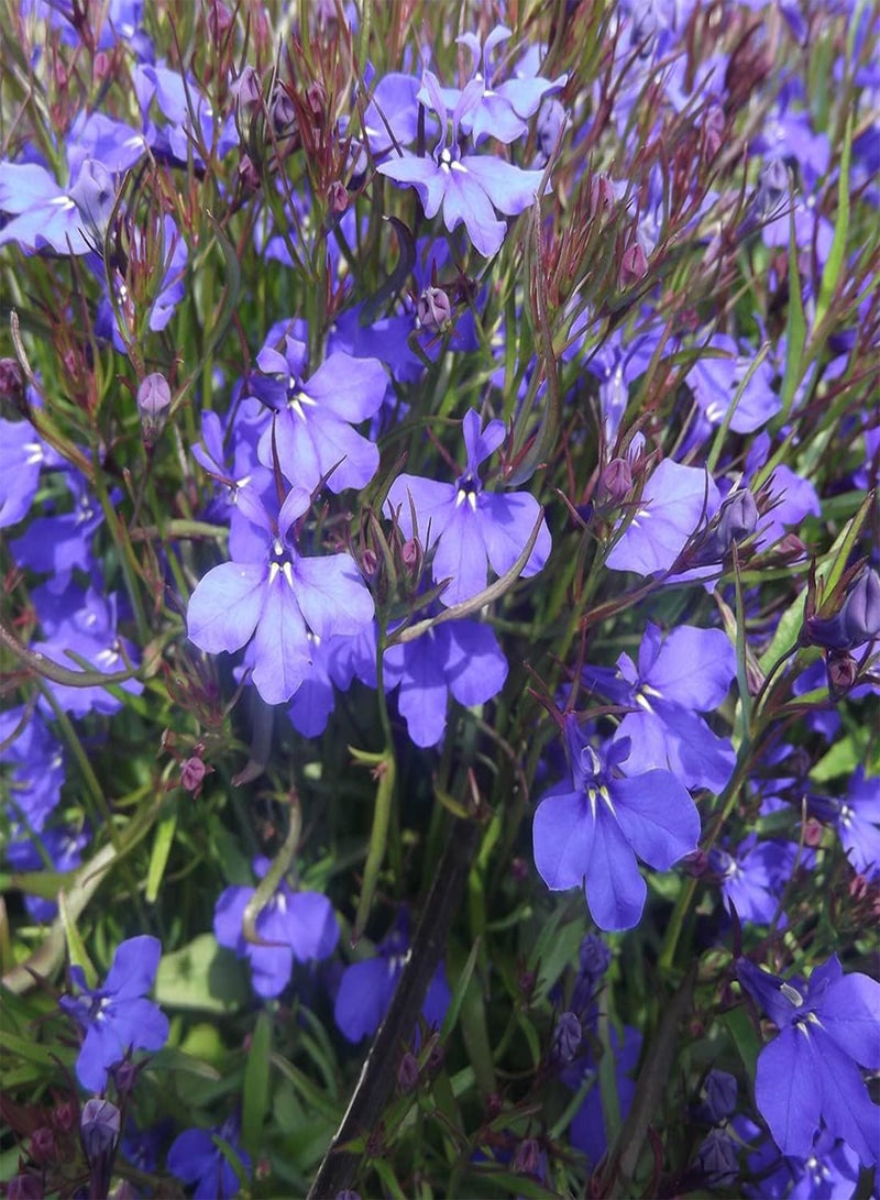 GGOOT 50 Blue Velvet Lobelia Seeds UK Hardy Annual Compact Garden Border Flower - Image 5
