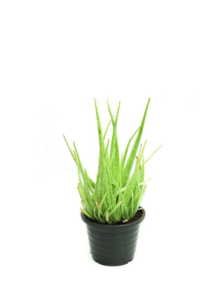 Original Aloe Vera Outdoor - Image 1