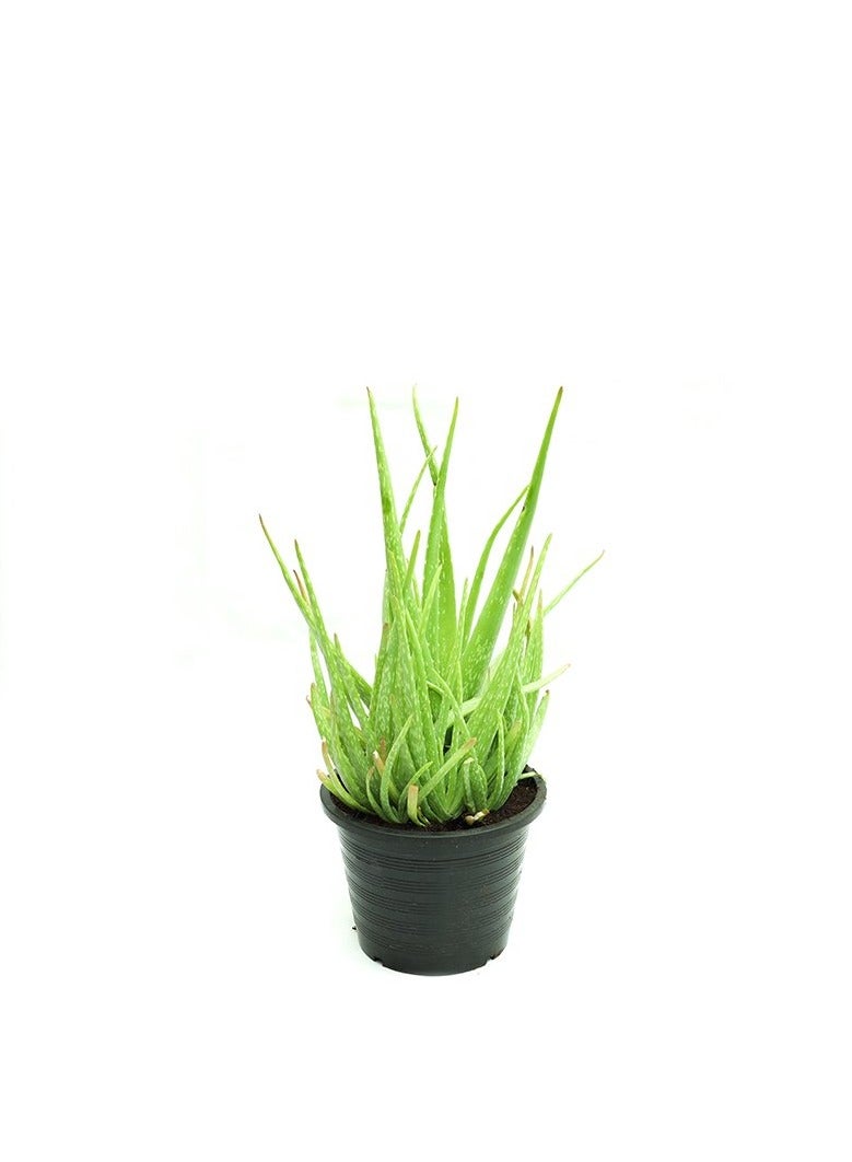 Original Aloe Vera Outdoor - Image 3