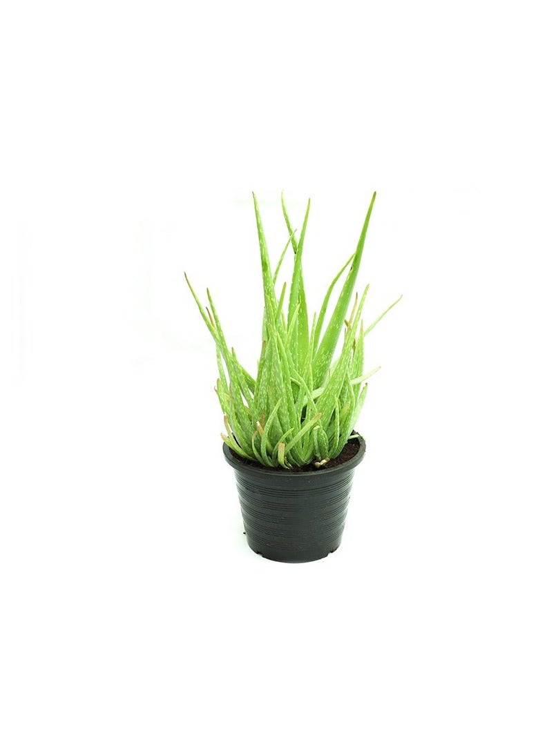 Original Aloe Vera Outdoor - Image 2