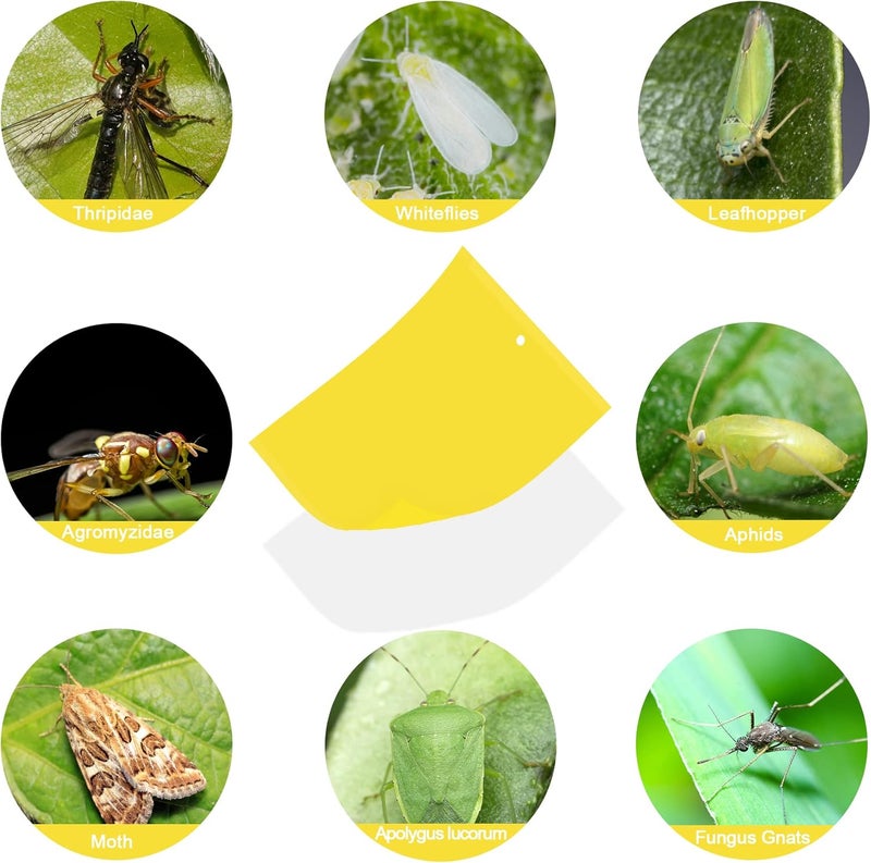 Dwcom Trap 30 Pack Yellow Sticky Traps Fruit Fly Trap, Double-Sided Fungus Gnat Trap Insects Pest Killer for Outdoor Indoor - Image 5
