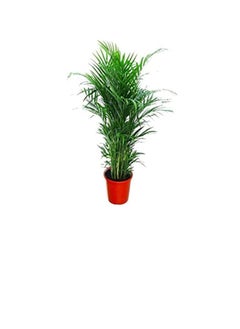 DUBAI GARDEN CENTRE Dubai Garden Centre Natural Air Purifier Areca Palm (Chrysalidocarpus) Plant, Green  - Image 3