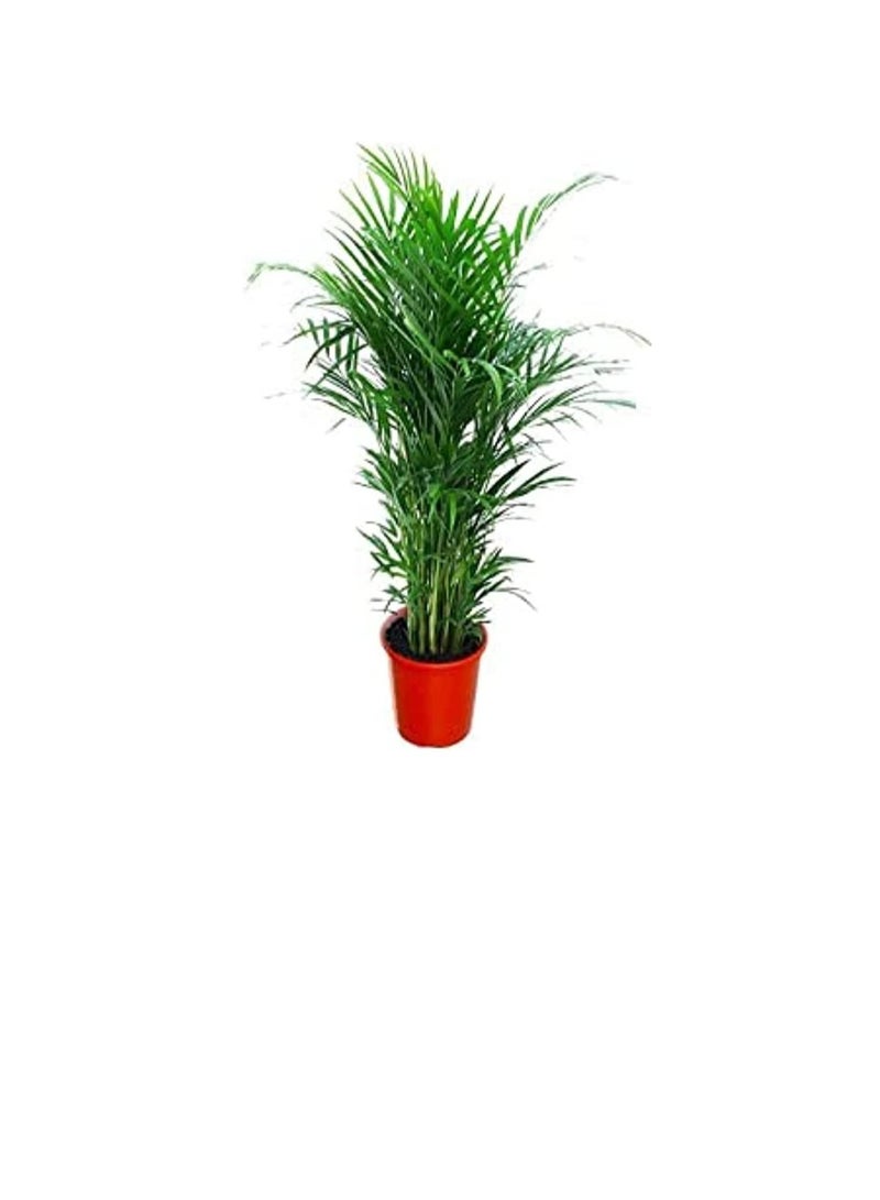 دبي جاردن سنتر مركز دبي جاردن لتنقية الهواء الطبيعي نبات النخيل أريكا (Chrysalidocarpus) ، أخضر  - Image 3