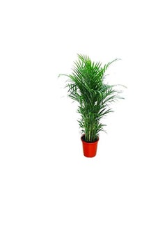DUBAI GARDEN CENTRE Dubai Garden Centre Natural Air Purifier Areca Palm (Chrysalidocarpus) Plant, Green  - Image 2