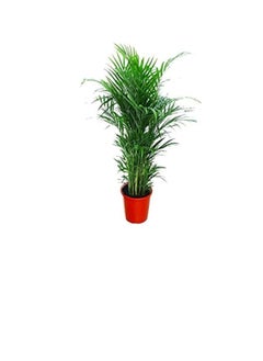 DUBAI GARDEN CENTRE Dubai Garden Centre Natural Air Purifier Areca Palm (Chrysalidocarpus) Plant, Green  - Image 1