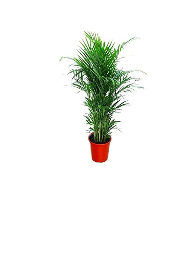 دبي جاردن سنتر مركز دبي جاردن لتنقية الهواء الطبيعي نبات النخيل أريكا (Chrysalidocarpus) ، أخضر  - Image 1
