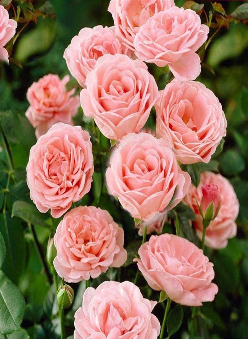 seeds Fresh 200pcs Rose Flower Plant Seeds for Planting Light Pink