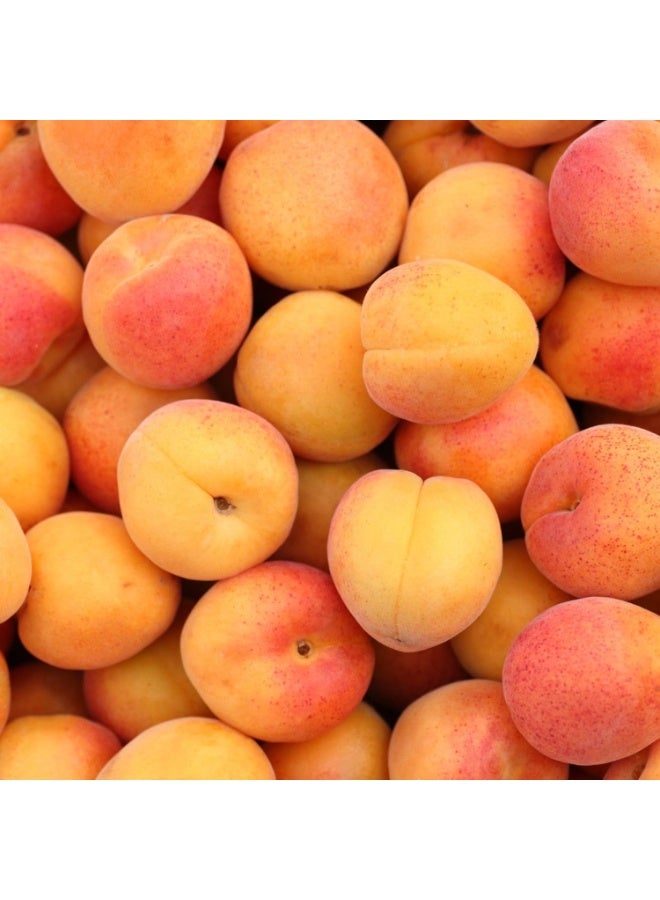 كورين دي فارم شامبو برائحة المشمش للأطفال 300 مل - Image 5