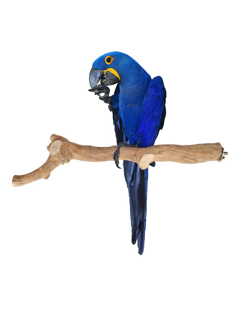 CHEWY BEAK wooden bird perch for large parrots - Image 1