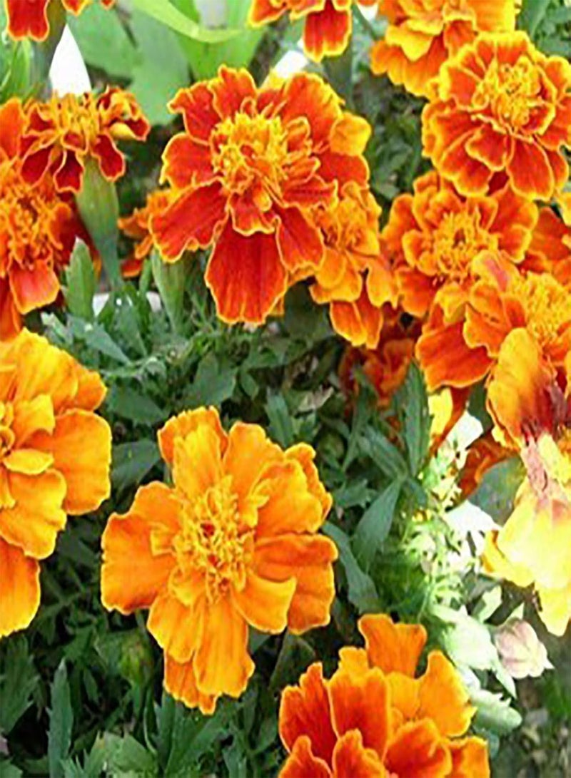 GGOOT Green Garden Flower Plants-100 Pcs Tagetes Patula Seeds French Marigold Mixed Flower Garden Balcony Decor - Image 5