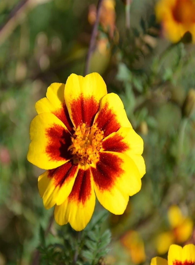 GGOOT Green Garden Flower Plants-100 Pcs Tagetes Patula Seeds French Marigold Mixed Flower Garden Balcony Decor - Image 3