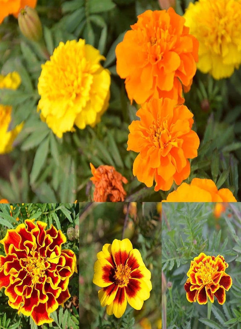 GGOOT Green Garden Flower Plants-100 Pcs Tagetes Patula Seeds French Marigold Mixed Flower Garden Balcony Decor - Image 1