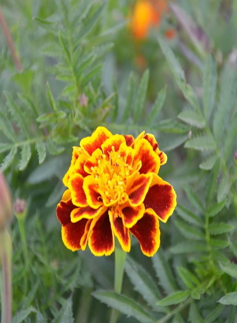 GGOOT Green Garden Flower Plants-100 Pcs Tagetes Patula Seeds French Marigold Mixed Flower Garden Balcony Decor - Image 4