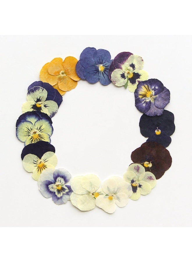 VIUAUAX 54 قطعة من الزهور المجففة المضغوطة المجففة من الراتنج للأعمال الفنية اليدوية المصنوعة من الراتنج والمصنوعة يدويًا من الإيبوكسي الطبيعي الجاف، مجوهرات إيبوكسي زهور حقيقية ديكور زهور حقيقية كعك أغطية الهاتف شموع صابون يدوي صابون بنفسجي بنفسجي - Image 2