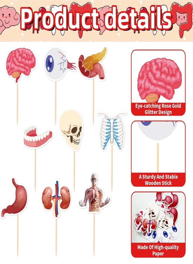 Ceonam 36 Pcs Anatomy Theme Cupcake Toppers, Mini Human Body Organ Toothpick Picks with Brain, Skull, Rib Cage, Eyeball, Stomach, Kidneys for Medical Graduation, Science Party, Classroom Clinic Table Decor - Image 3