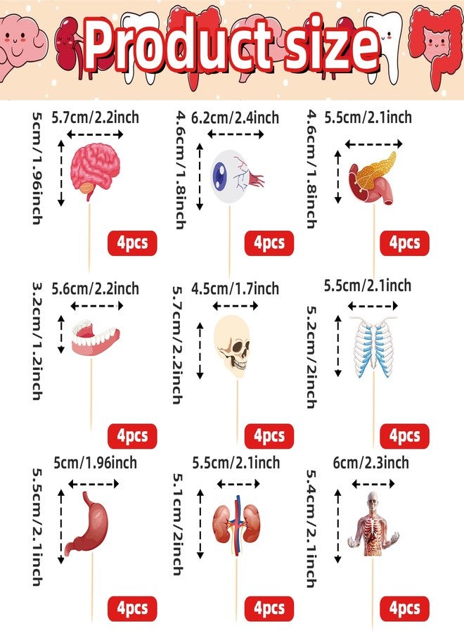 Ceonam 36 Pcs Anatomy Theme Cupcake Toppers, Mini Human Body Organ Toothpick Picks with Brain, Skull, Rib Cage, Eyeball, Stomach, Kidneys for Medical Graduation, Science Party, Classroom Clinic Table Decor - Image 2
