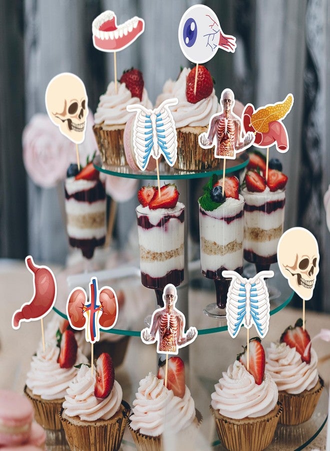 Ceonam 36 Pcs Anatomy Theme Cupcake Toppers, Mini Human Body Organ Toothpick Picks with Brain, Skull, Rib Cage, Eyeball, Stomach, Kidneys for Medical Graduation, Science Party, Classroom Clinic Table Decor - Image 4