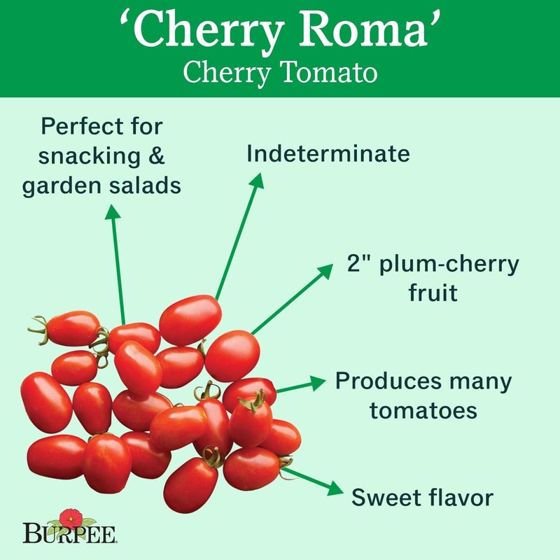 Burpee Cherry Roma  Red Paste Tomato  Sweet Flavor  30 Seeds - Image 2