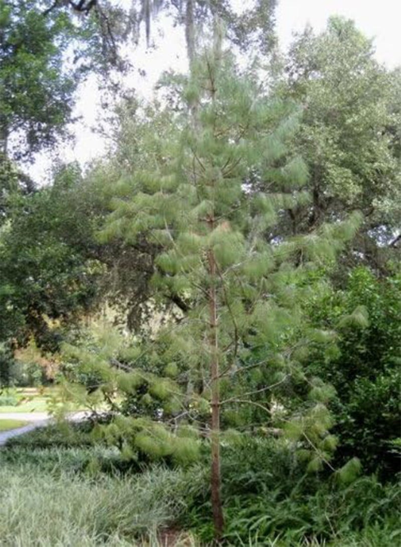 جي جوت 30 شجرة صنوبر مكسيكي باكٍ شجرة صنوبر دائمة الخضرة (صنوبر أصفر مكسيكي/صنوبر جيليكوتي) Pinus Patula - Image 4