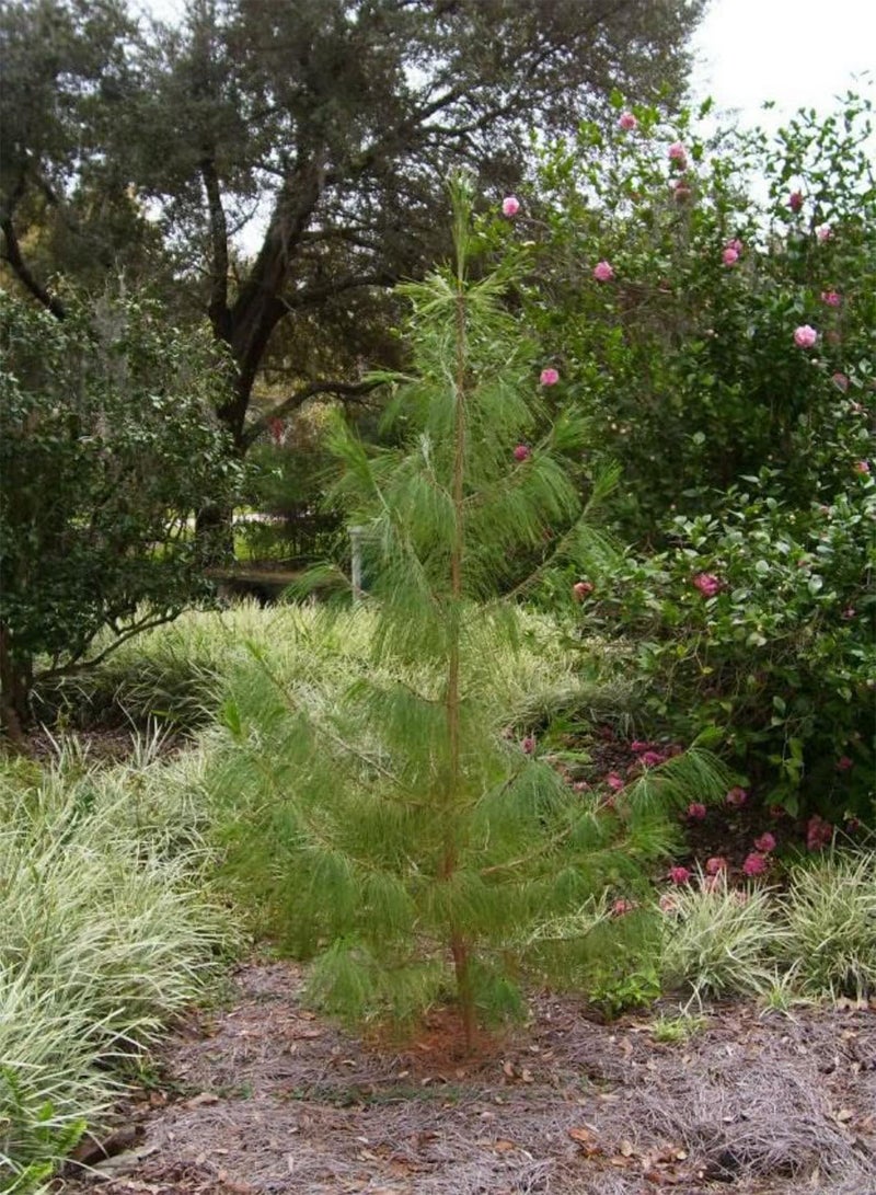 جي جوت 30 شجرة صنوبر مكسيكي باكٍ شجرة صنوبر دائمة الخضرة (صنوبر أصفر مكسيكي/صنوبر جيليكوتي) Pinus Patula - Image 1