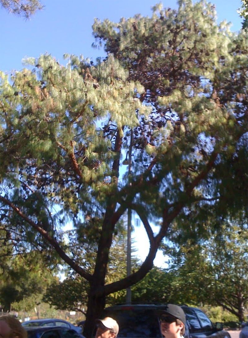 جي جوت 30 شجرة صنوبر مكسيكي باكٍ شجرة صنوبر دائمة الخضرة (صنوبر أصفر مكسيكي/صنوبر جيليكوتي) Pinus Patula - Image 2