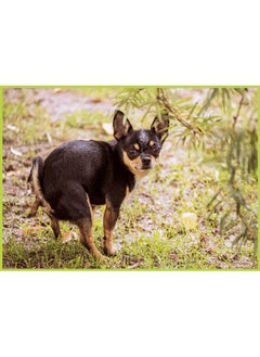 Better Me Prank Puzzle Surprise Pooping Chihuahua 500 Piece Puzzle. Prank Gift Pooping Dogs Puzzle Gag Gifts For Adults & Teens. Pooping Puppy Funny Puzzles (Pooping Chihuahua Prank Puzzle)  - Image 3