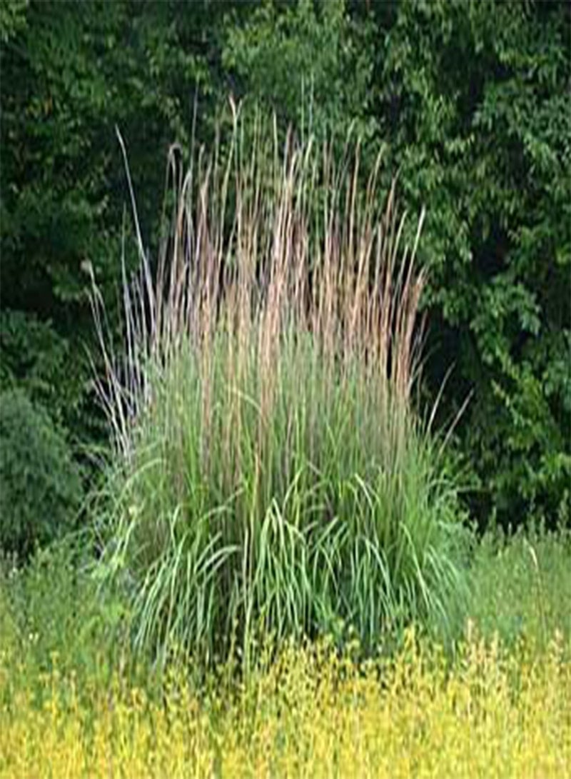 Miscanthus sinensis New Hybrids 100 Seeds