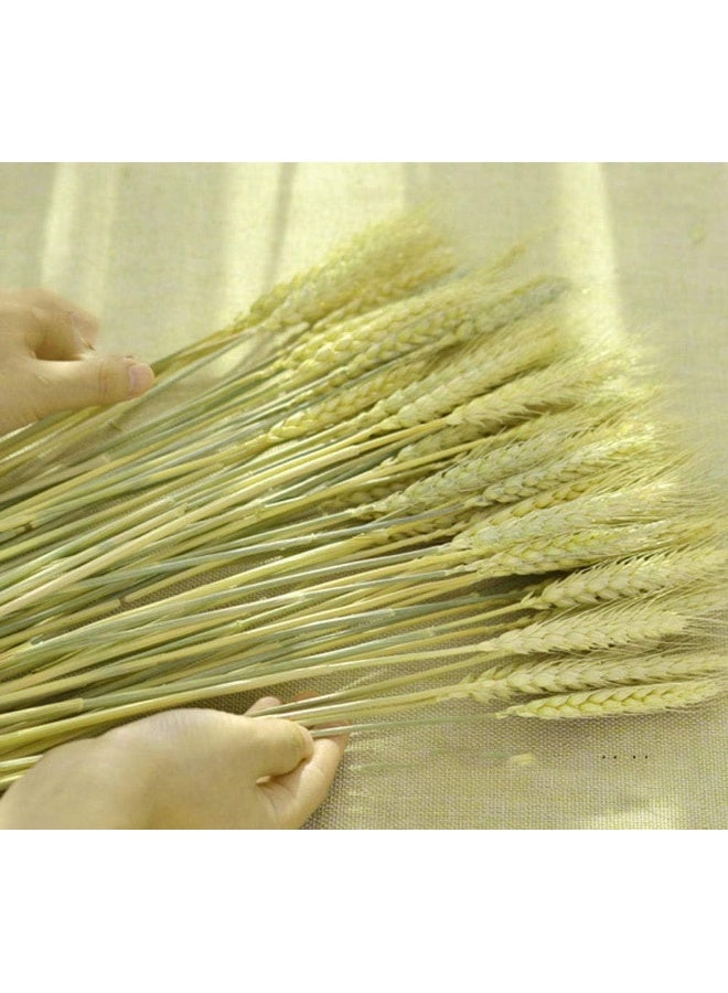 TooGet باقة حزم سيقان القمح المجفف من توغيت، 80 ساق من زهور القمح الطبيعية، عشب جاف لتنسيقات DIY للمنزل والزفاف والمتاجر الزخرفية - Image 3