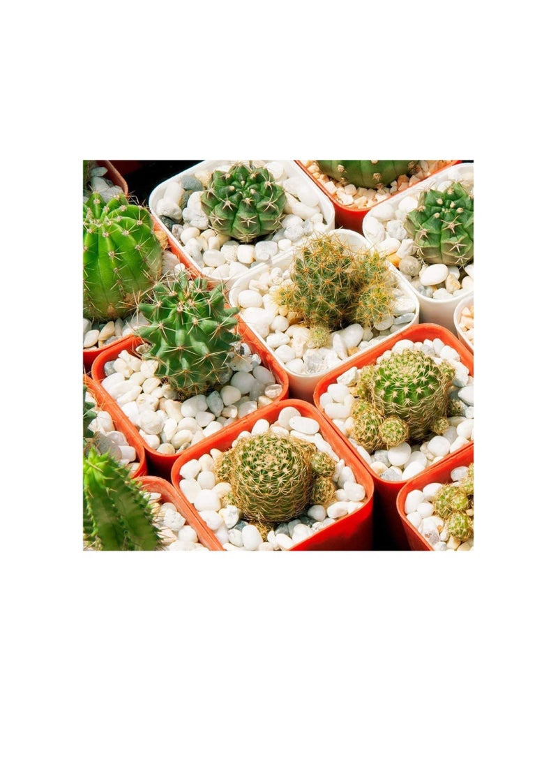Generic - Decorative Stone Small Pebbles Decorative River Rock Stones - Natural White Color Stones Use in Glassware, Like Vases, Aquariums and Terrariums to Enhance the Appearance… (Pack of 20 KG) - Image 1