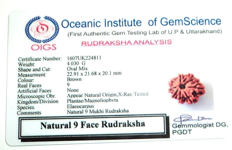 Apnisanskriti Original 9 Mukhi Rudraksha (Small Size, Nine Face Rudraksh, Lab Certified)- Brown - Pack of 1 - Image 5
