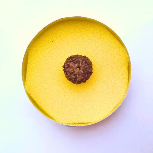 Apnisanskriti Original 9 Mukhi Rudraksha (Small Size, Nine Face Rudraksh, Lab Certified)- Brown - Pack of 1 - Image 2
