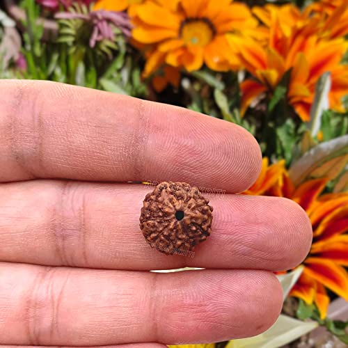 Apnisanskriti Original 9 Mukhi Rudraksha (Small Size, Nine Face Rudraksh, Lab Certified)- Brown - Pack of 1 - Image 3