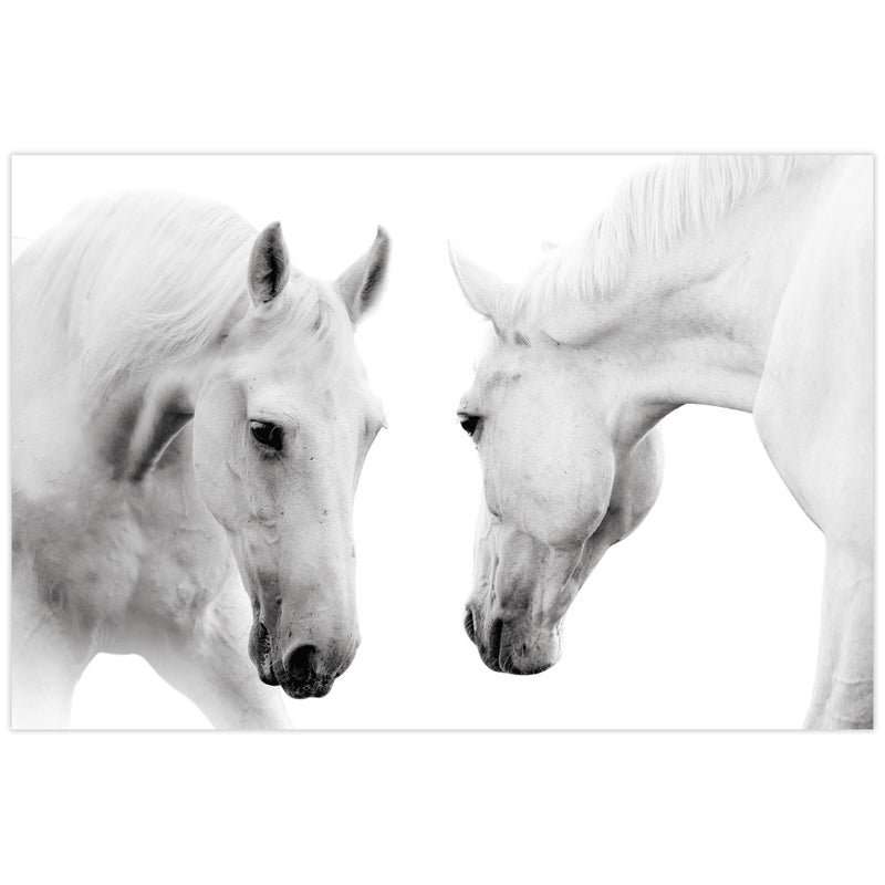 Empire Art Direct Empire Art Direct White Horse Wall Art Graphic Printed on Frameless Free Floating Tempered Glass Panel Ready to HangLiving RoomBedroom  Office 32 x 48 x 02 