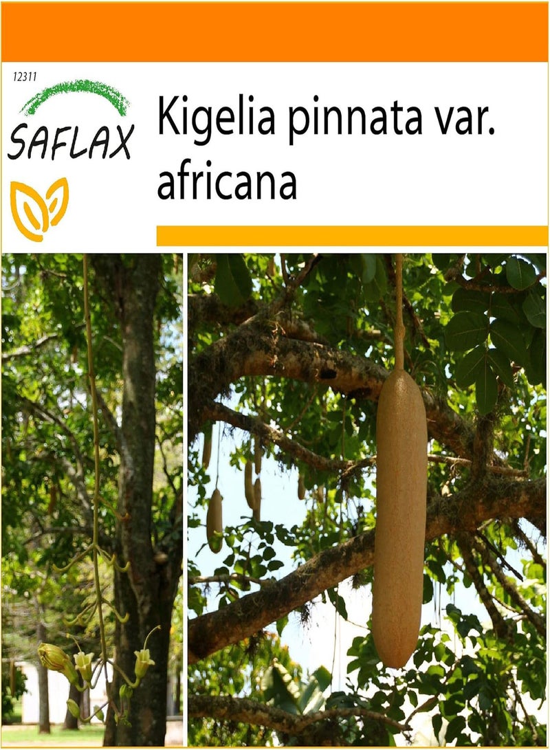 GGOOT Garden in The Bag - Sausage Tree - 10 Seeds - Kigelia pinnata VAR. africana - Image 1