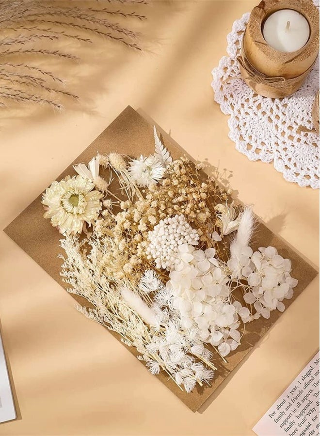 عبوة من ورود مجففة بيضاء لقولبات المجوهرات الراتنج، زهور وأوراق مجففة ومضغوطة حقيقية مع ملقط، لDIY الحرف الفنية، فن الأظافر، صناعة الشموع والصابون، حافظة الهاتف، قلائد المجوهرات، وزينة الأزهار - Image 3