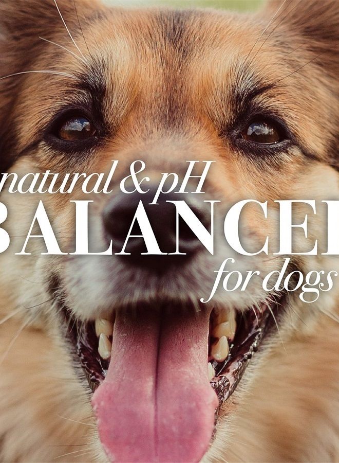 Burt's Bees for Pets Itch Soothing Shampoo with Honeysuckle | Anti-Itch Dog Shampoo for Dogs with Sensitive Skin | Cruelty Free, Sulfate & Paraben Free, pH Balanced for Dogs - Made in the USA, 16 Oz - Image 1