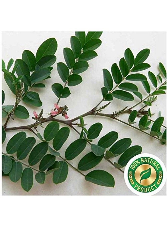 neotea Avuriilai Powder Indigofera Tinctoria Linn Ingredients Expert Natural Indigo Powder 300Gm - Image 4